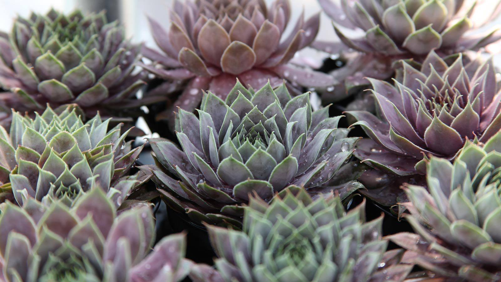 How to Care for Sempervivum Leaf & Clay