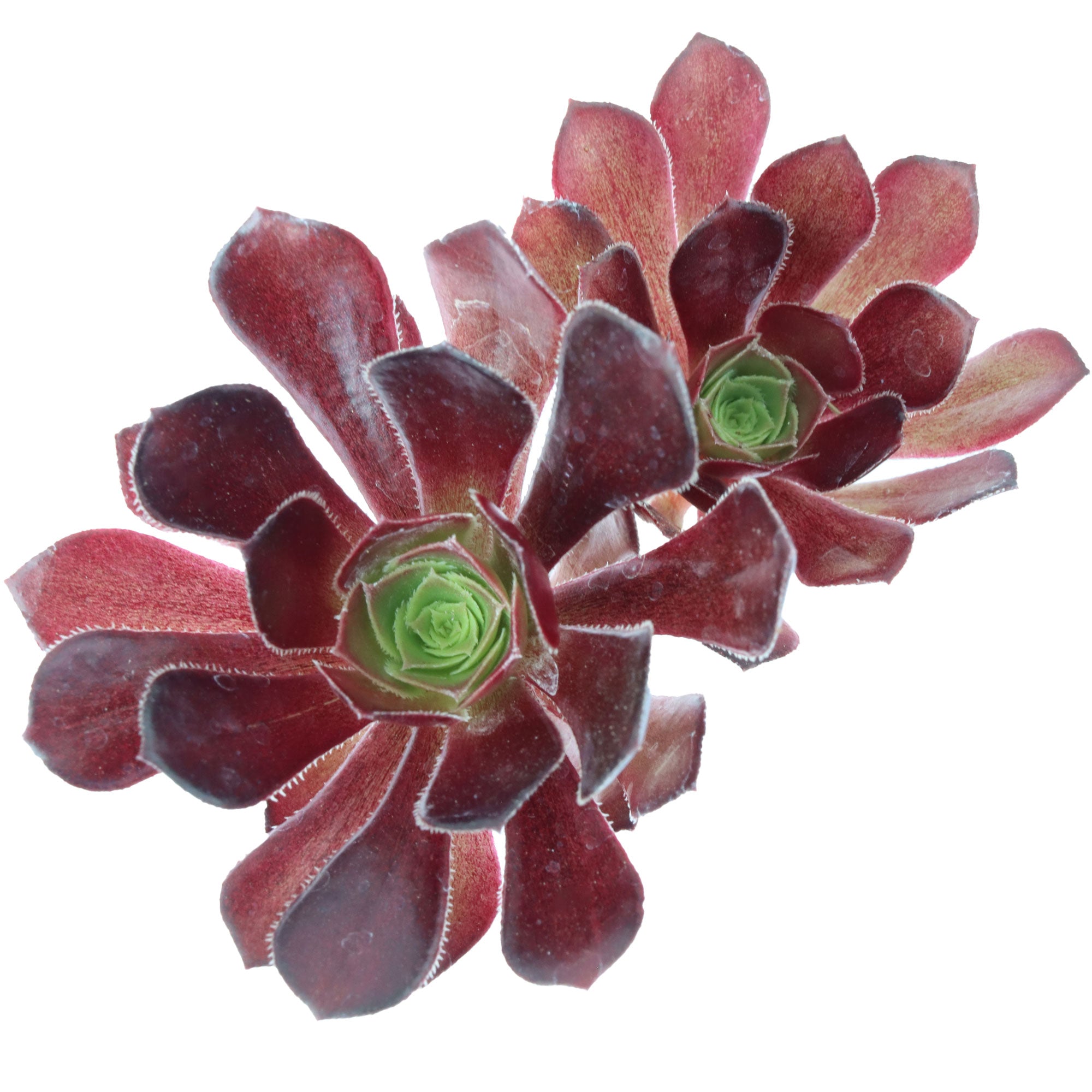 atropurpureum succulent Aeonium arboreum 'Atropurpureum'