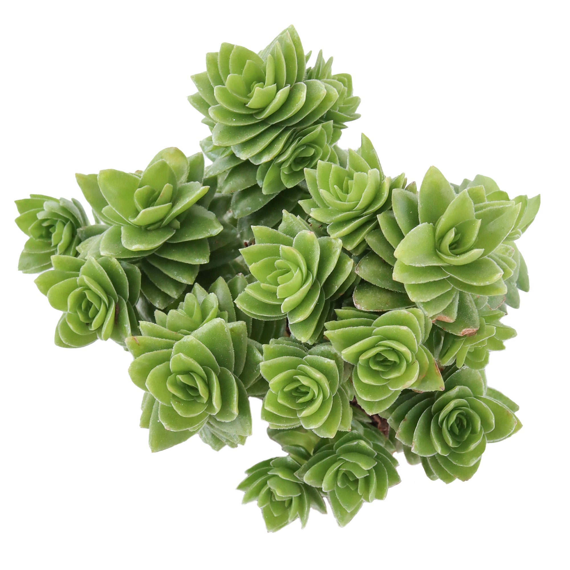 spiralis succulent Crassula 'Spiralis Estagnol'