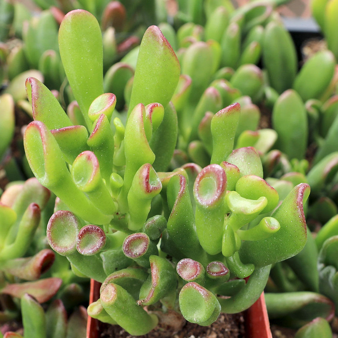et fingers succulent Crassula ovata 'ET's Fingers' Jade
