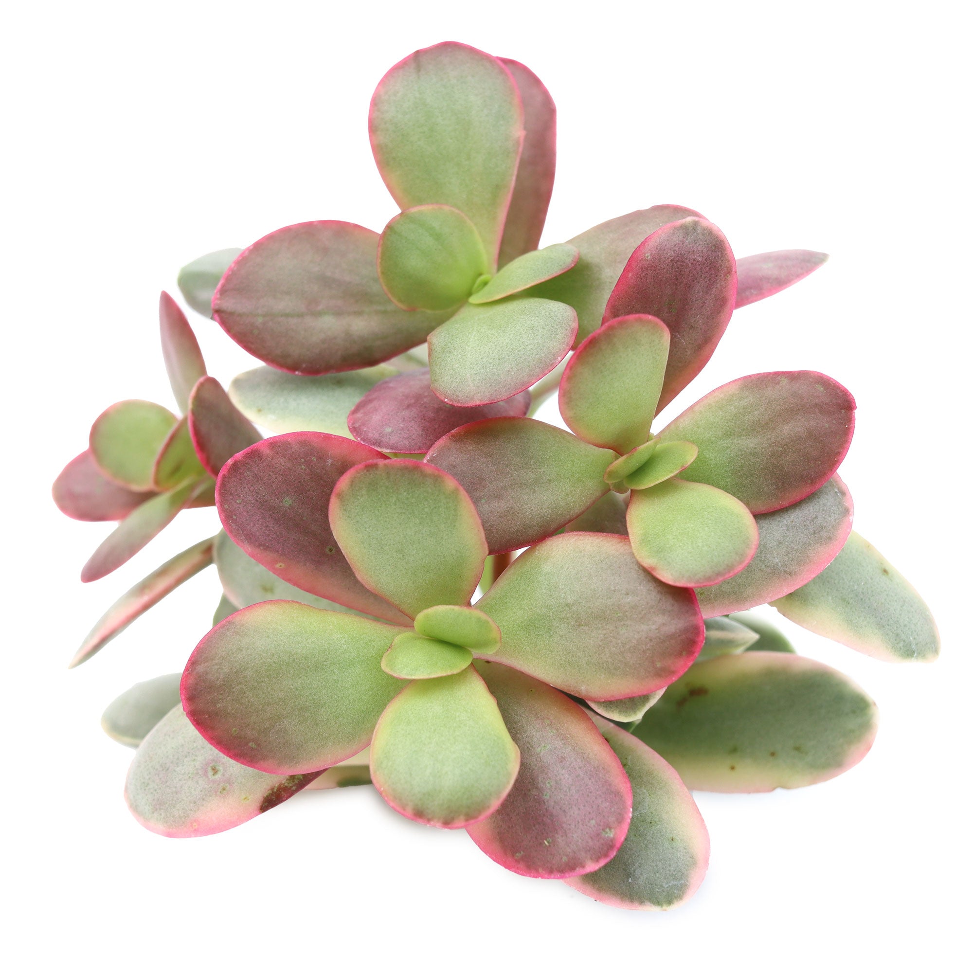 platyphylla succulent Crassula platyphylla f. variegata