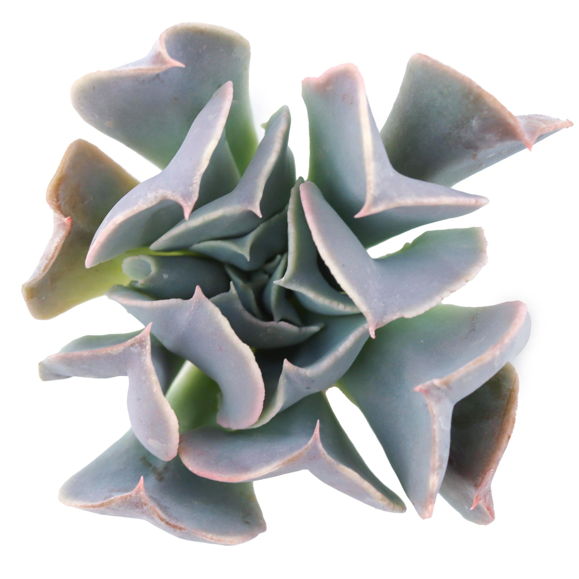 swan lake succulent Echeveria 'Swan Lake'