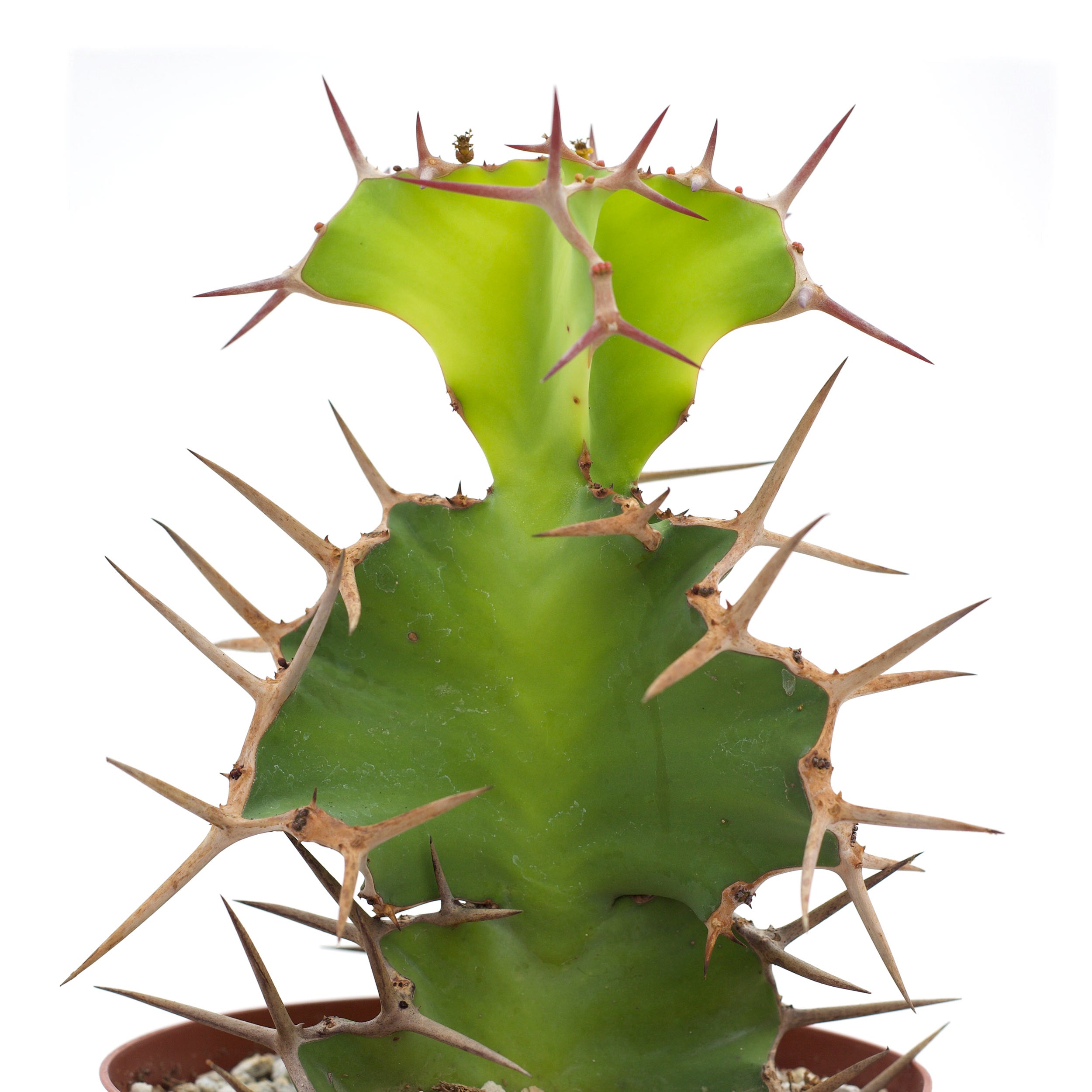 cow succulent Euphorbia grandicornis 'Cow's Horn'