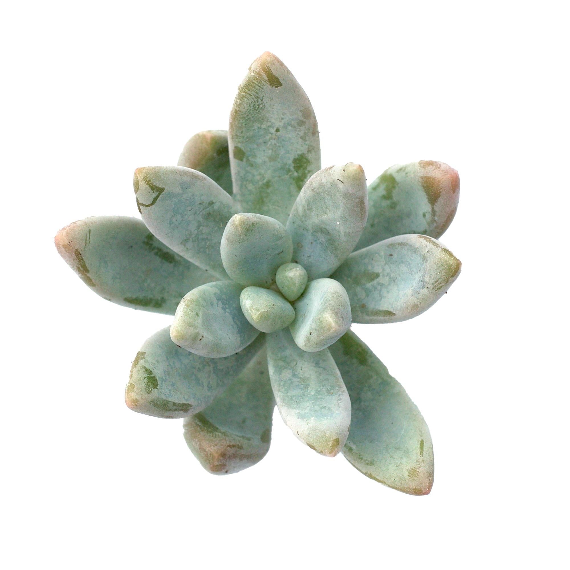 blue giant succulent Graptosedum 'Blue Giant'
