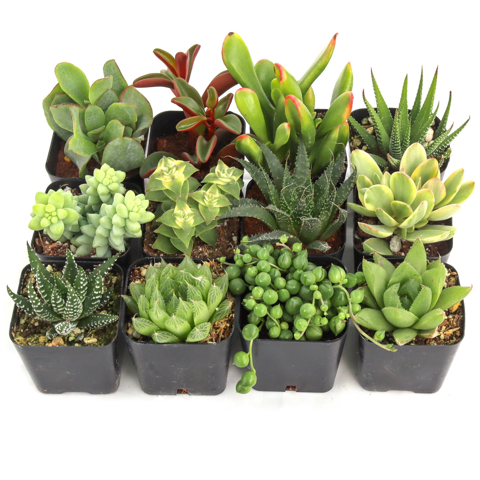 indoor succulents echeveria Easy Indoor Succulents Pack (6-20 Varieties, 2" Pots) – Leaf & Clay