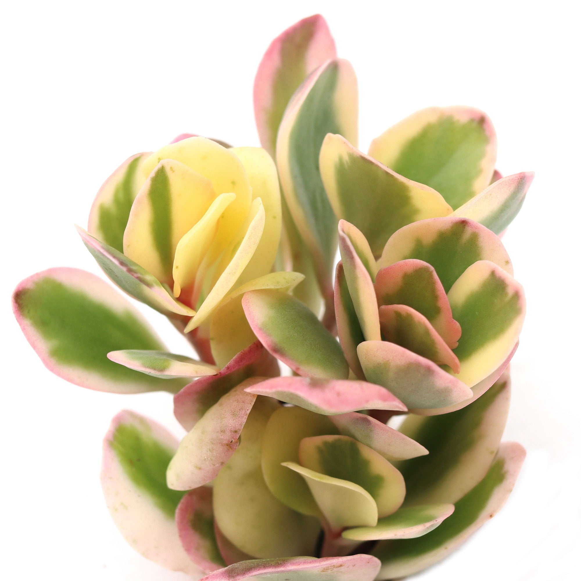 aurora borealis succulent Kalanchoe fedtschenkoi 'Aurora Borealis'