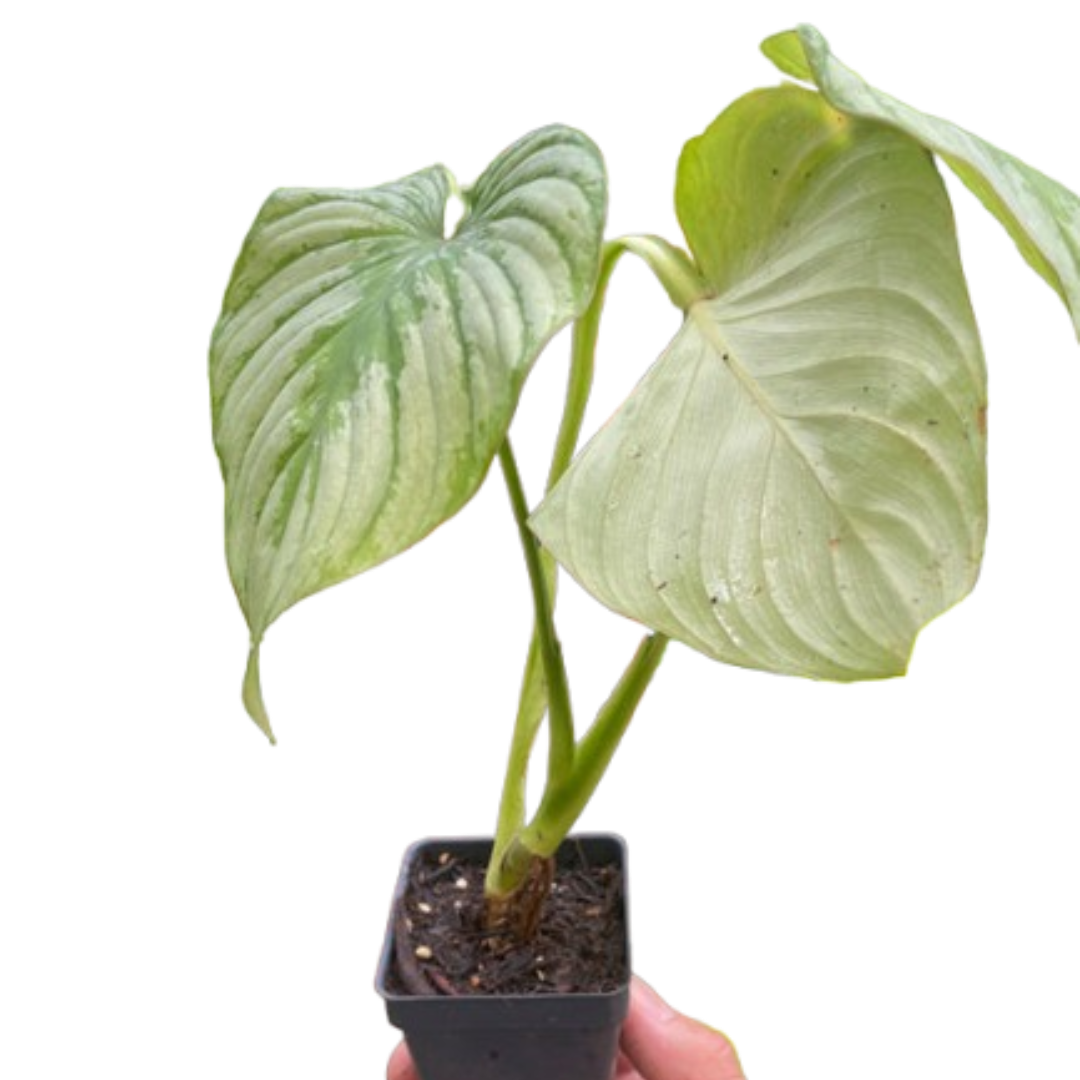 is philodendron mamei a climber Philodendron 'Mamei'