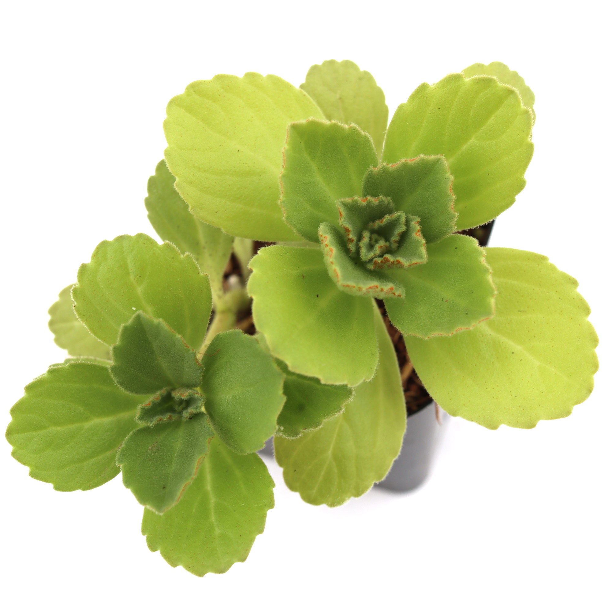 plectranthus succulent Plectranthus neochilus 'Lobster Flower'
