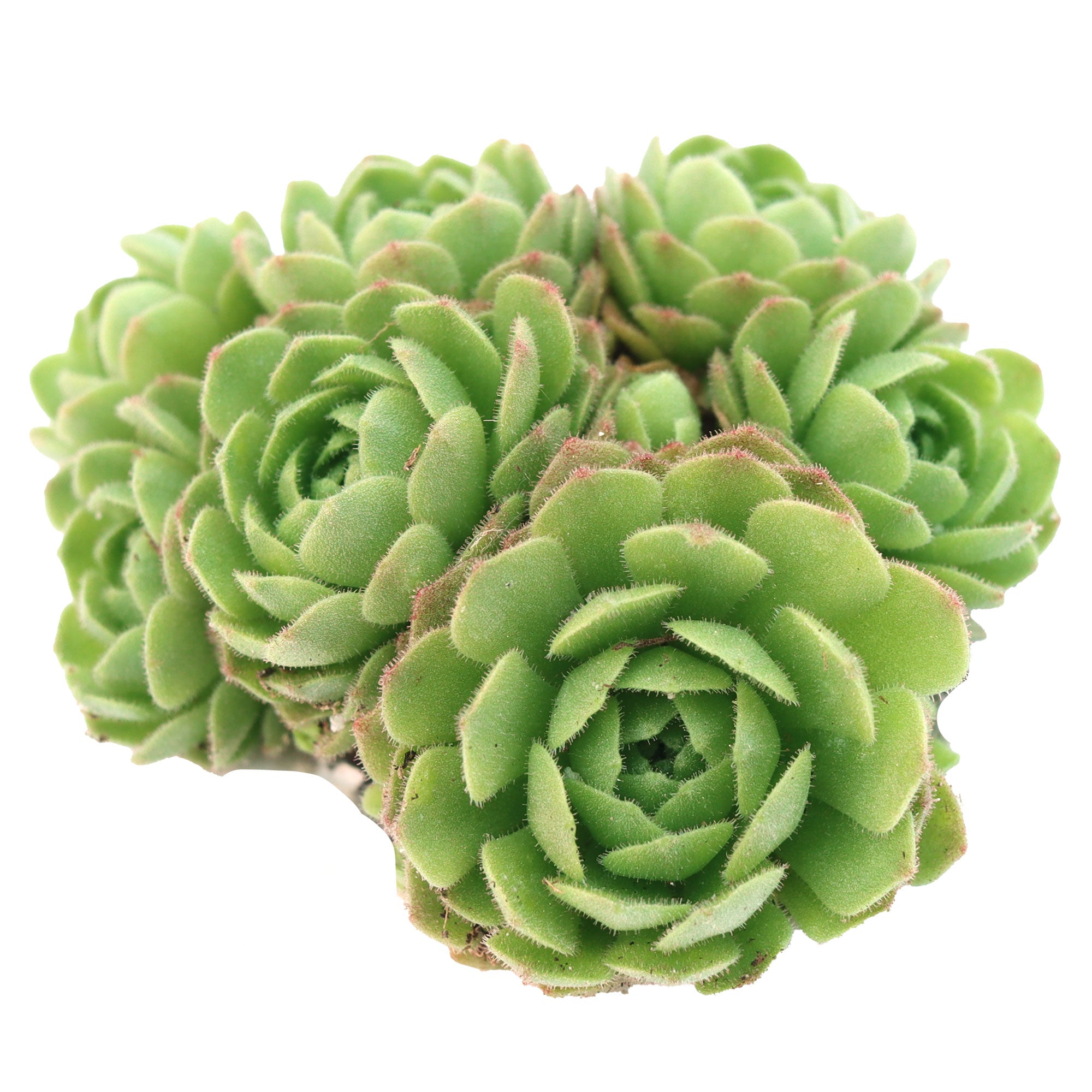platyphylla succulent Rosularia platyphylla