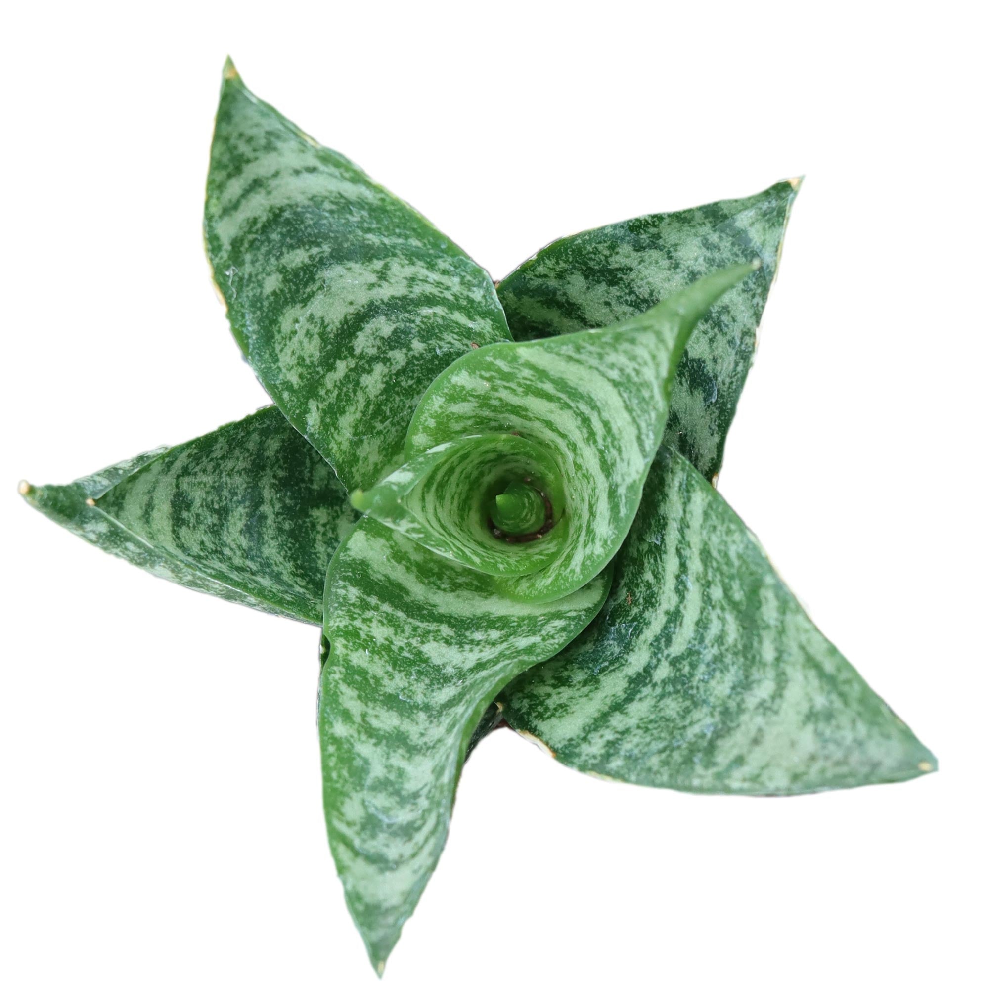sansevieria pagoda Sansevieria 'Pagoda' – Leaf & Clay