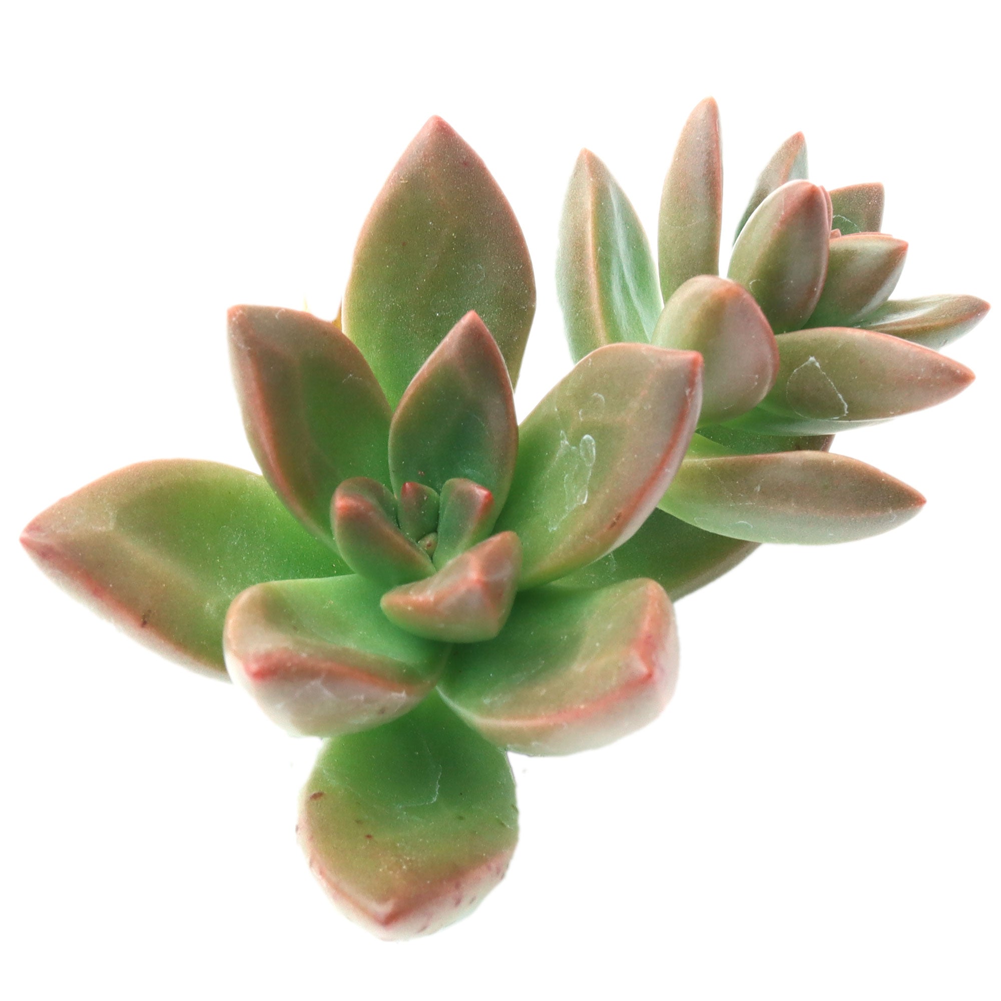sorrento succulent Sedeveria 'Sorrento'