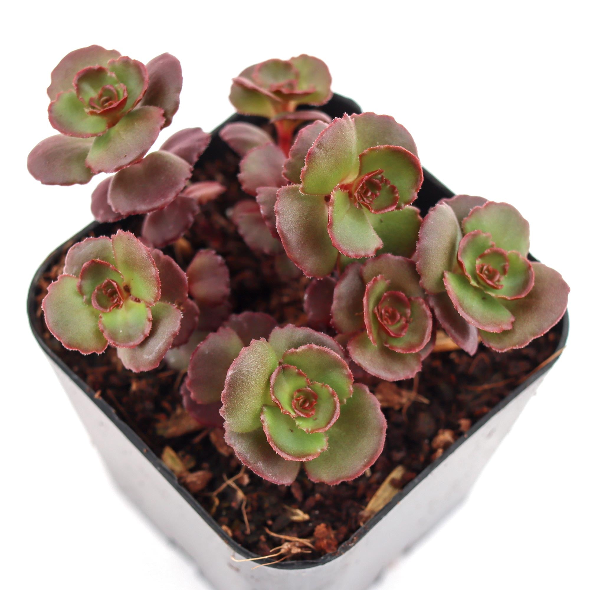 dragon blood succulent Sedum spurium 'Dragon's Blood'