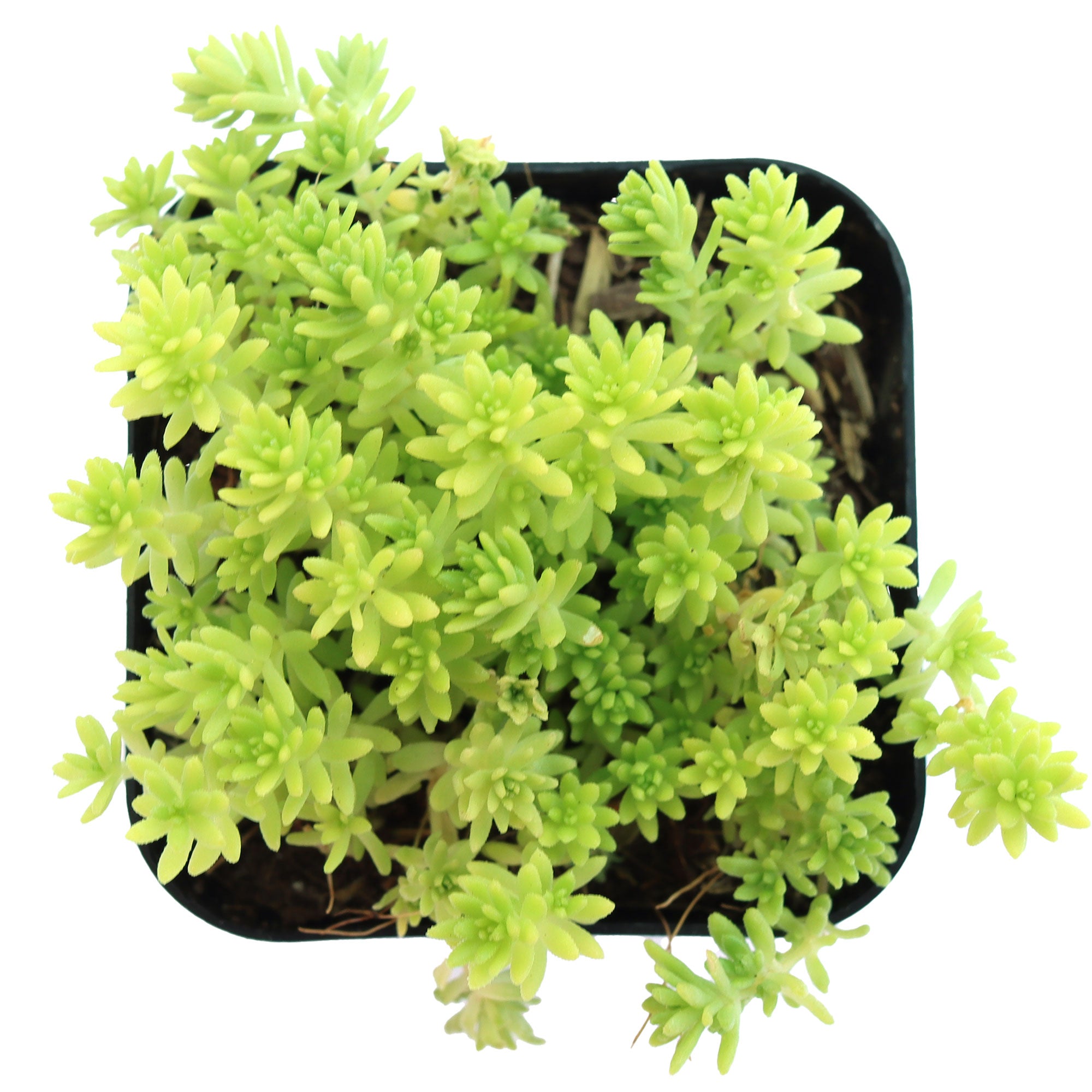 tokyo succulent Sedum japonicum 'Tokyo Sun'