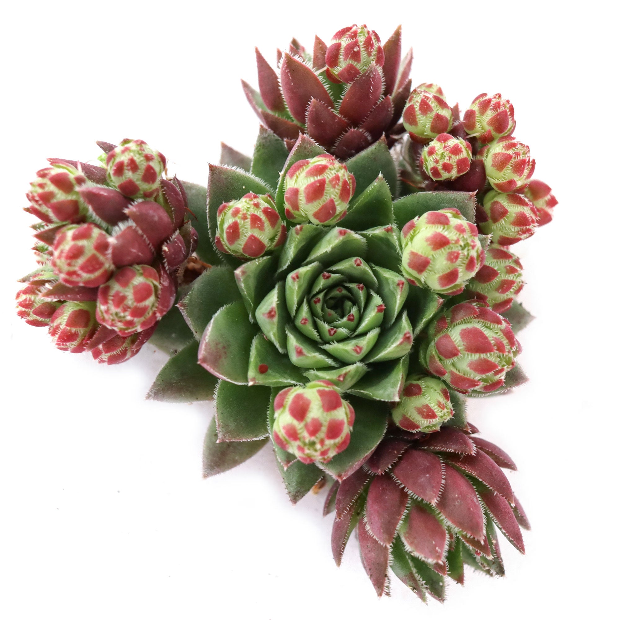porcupine succulent Sempervivum globiferum ssp. hirtum 'Hedgehog'