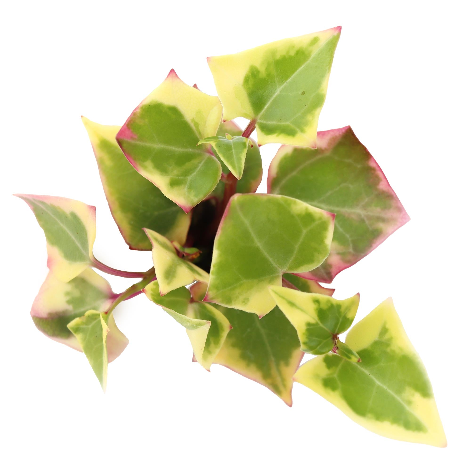 succulent ivy Senecio macroglossus 'Variegated Wax Ivy'