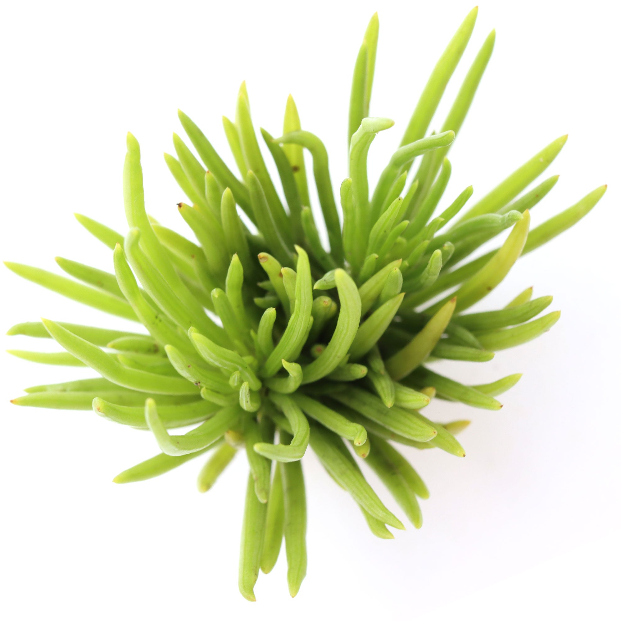 senecio barbertonicus succulent Senecio barbertonicus