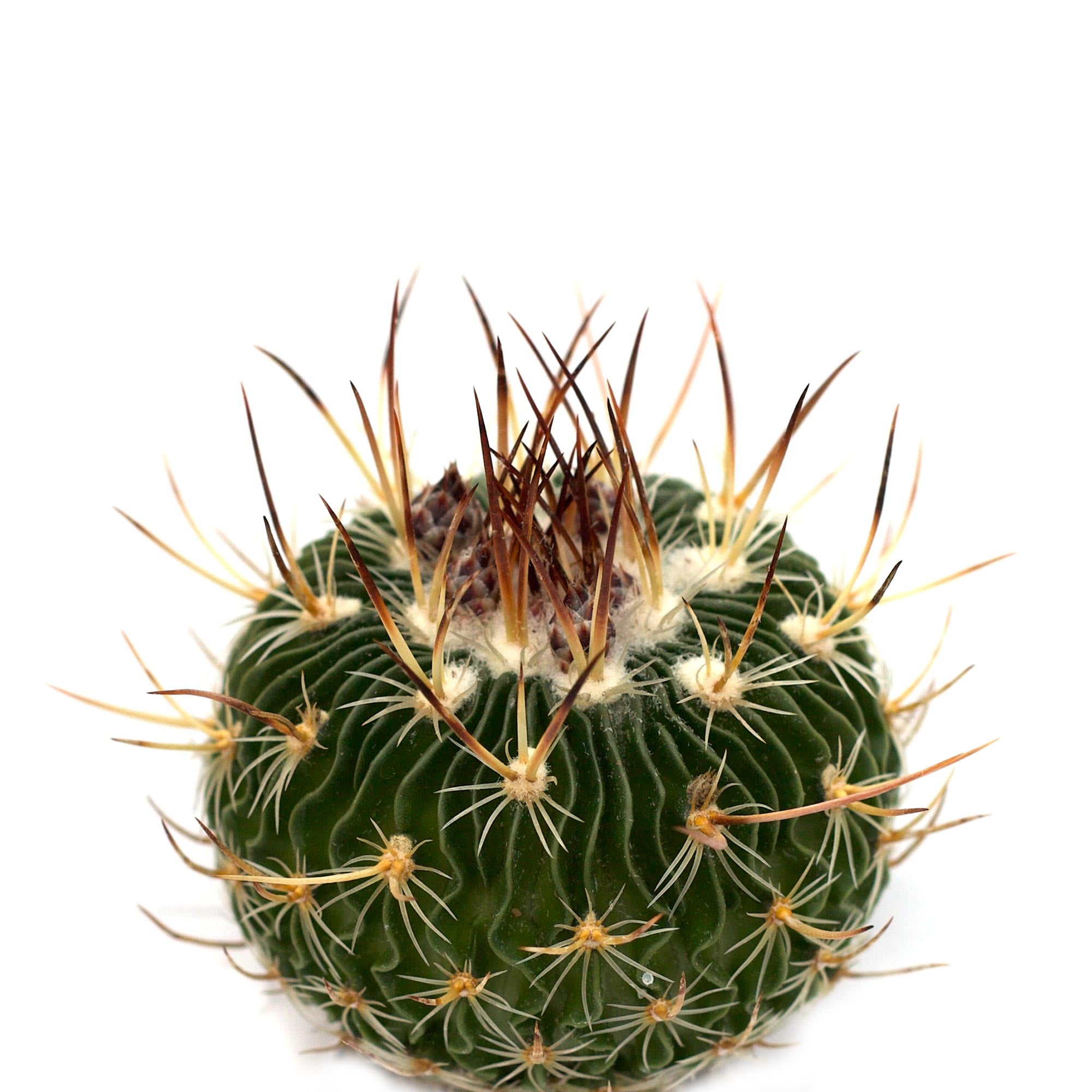 types of brain cactus Stenocactus multicostatus 'Brain Cactus'