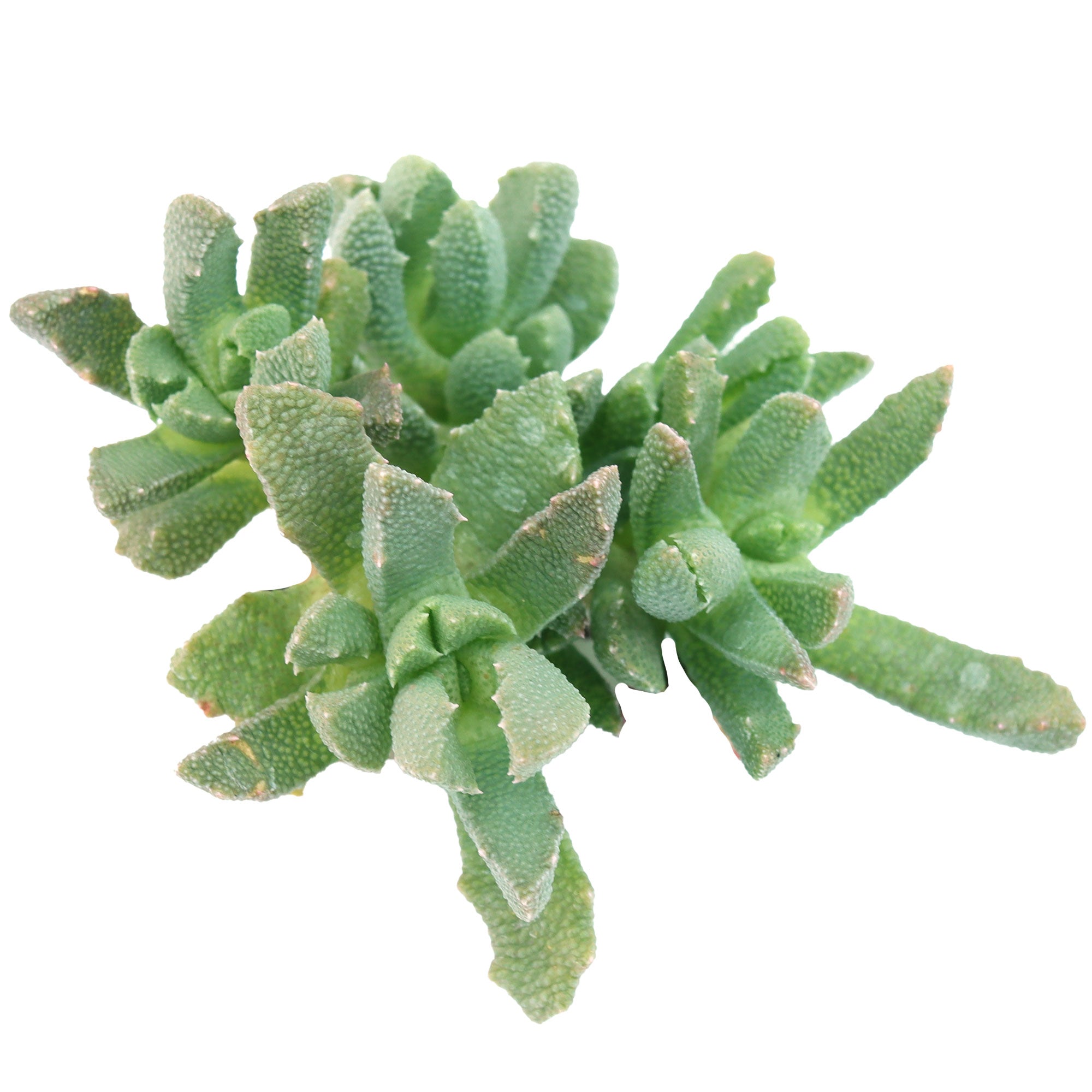 fluffy leaf succulent Stomatium mustellinum