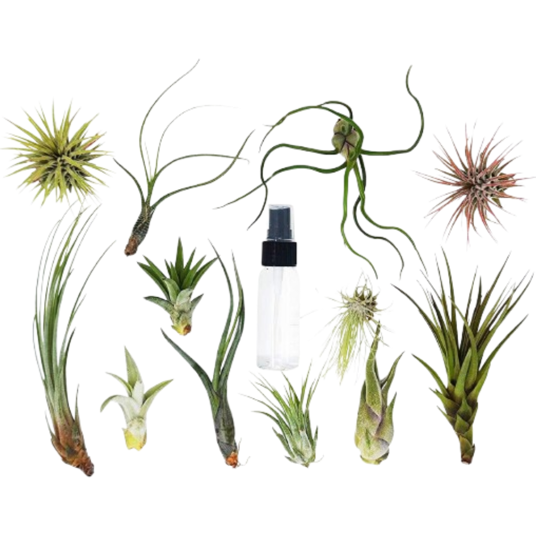 Tillandsia Air Plant Variety Pack w/ Spray Bottle – Leaf & Clay
