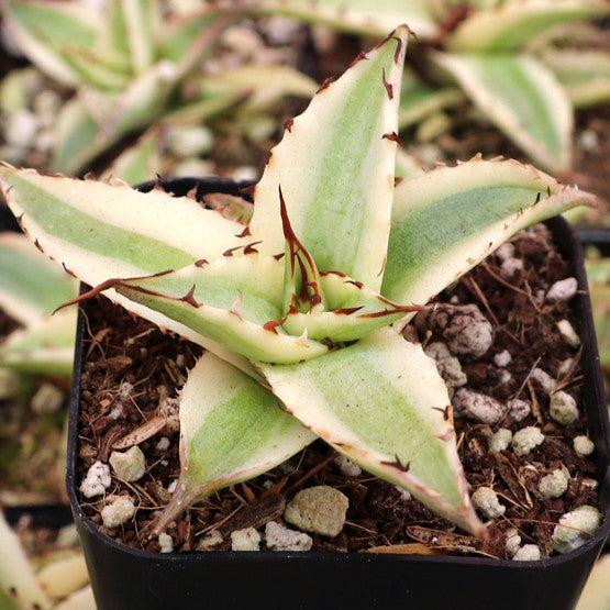 frostbite aloe vera plant Agave xylonacantha 'Frostbite'