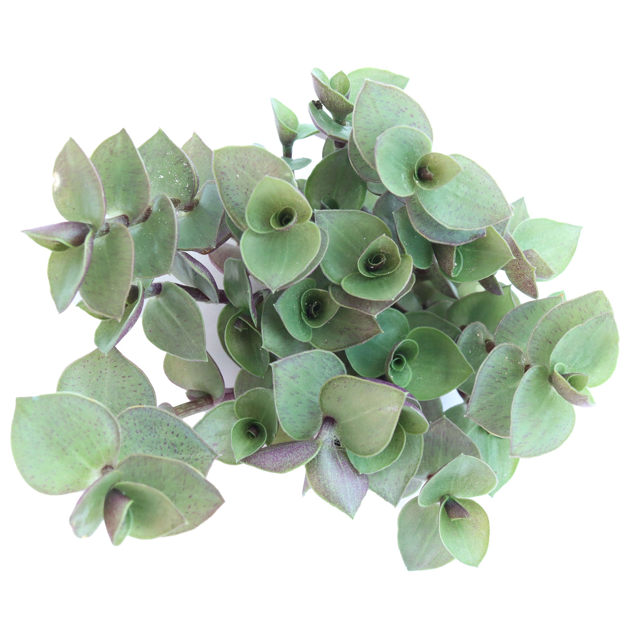 turtle vine succulent Callisia repens 'Turtle Vine'