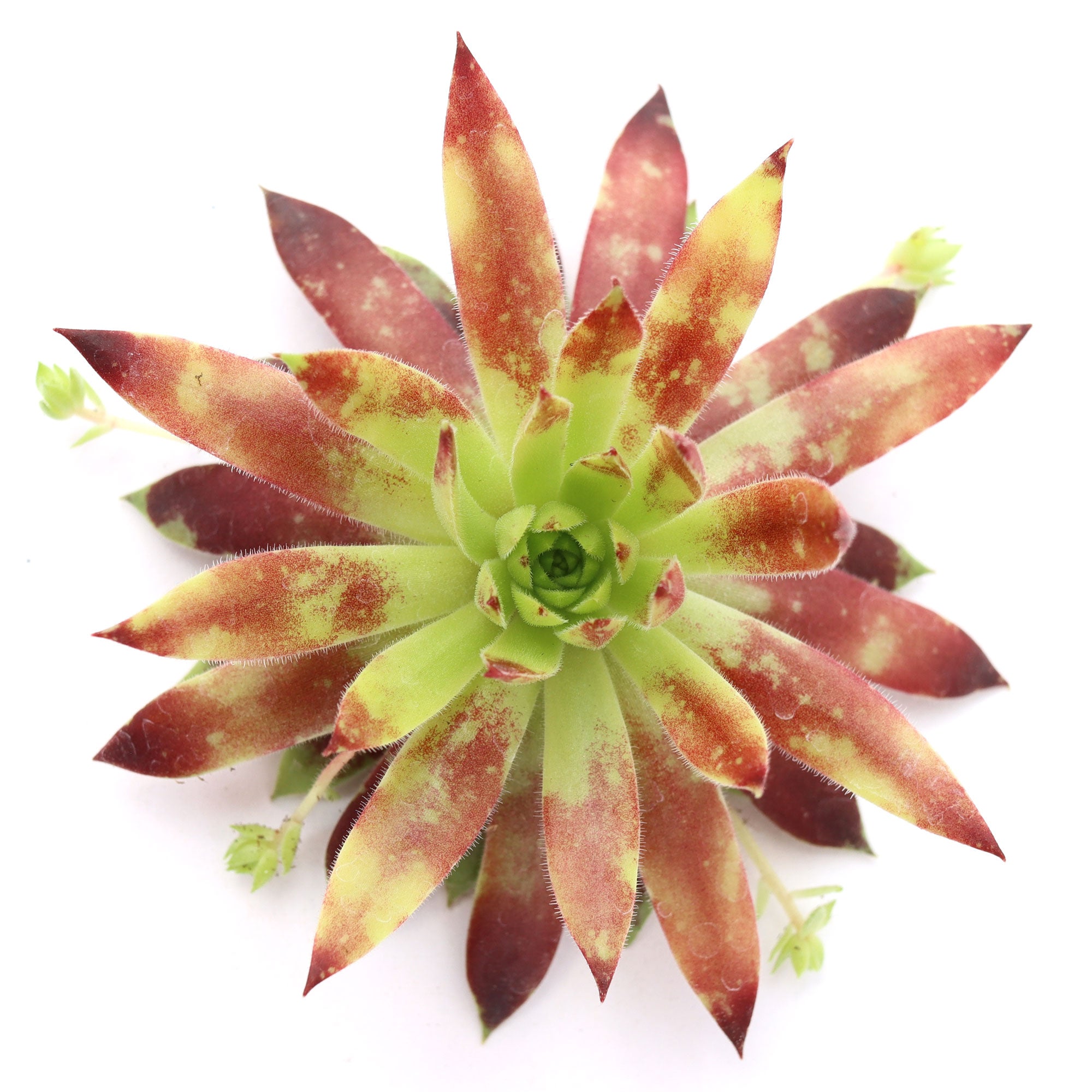 chip succulent Chick Charms® Mint Chocolate Chip™