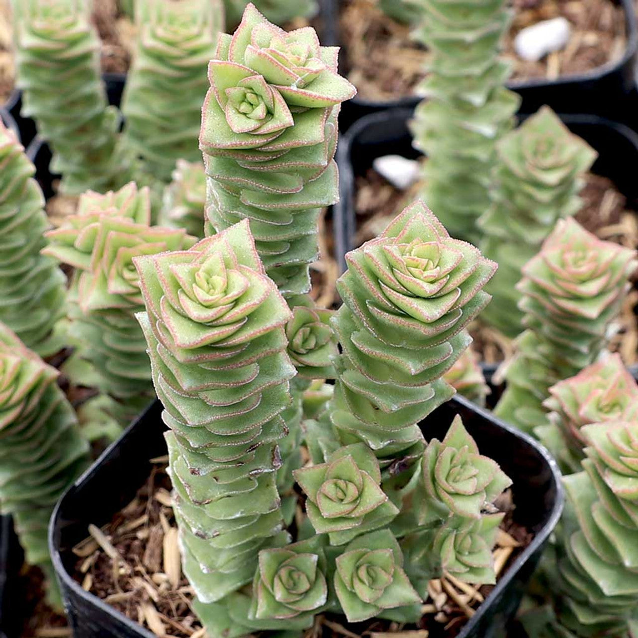pagoda plant succulent Crassula 'Green Pagoda'