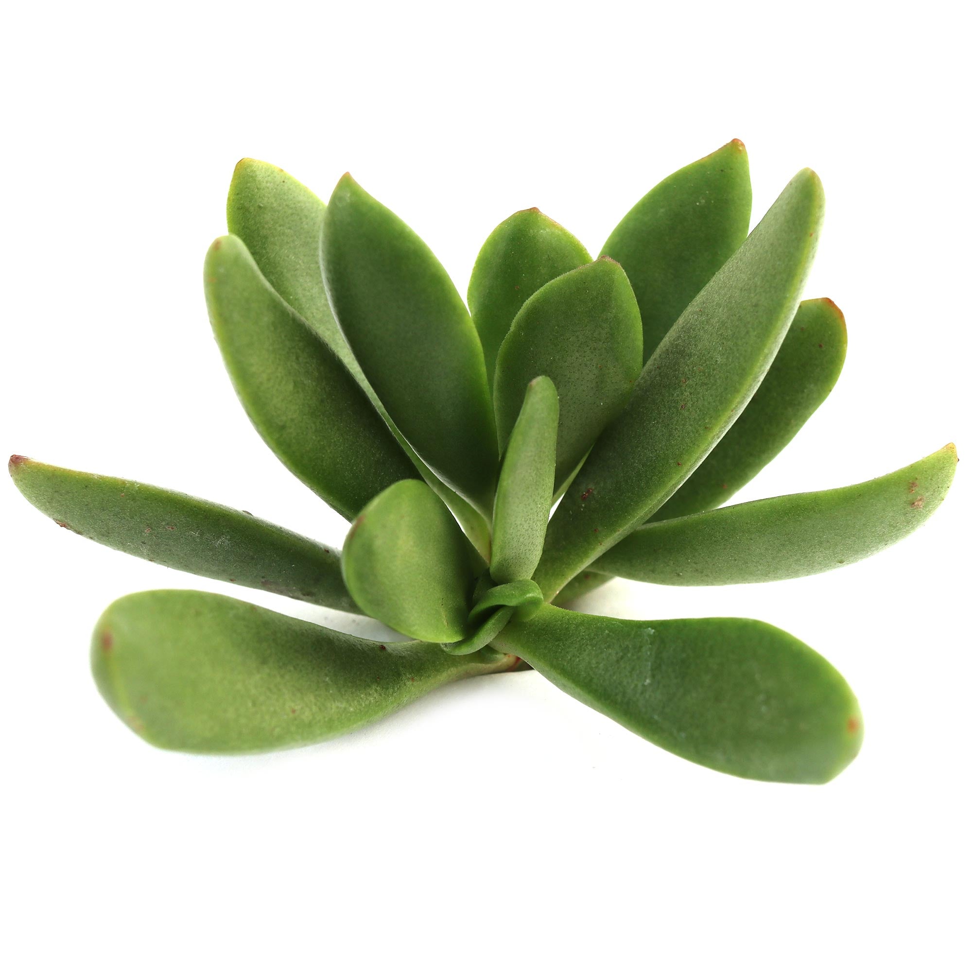the succulent cult Crassula cultrata