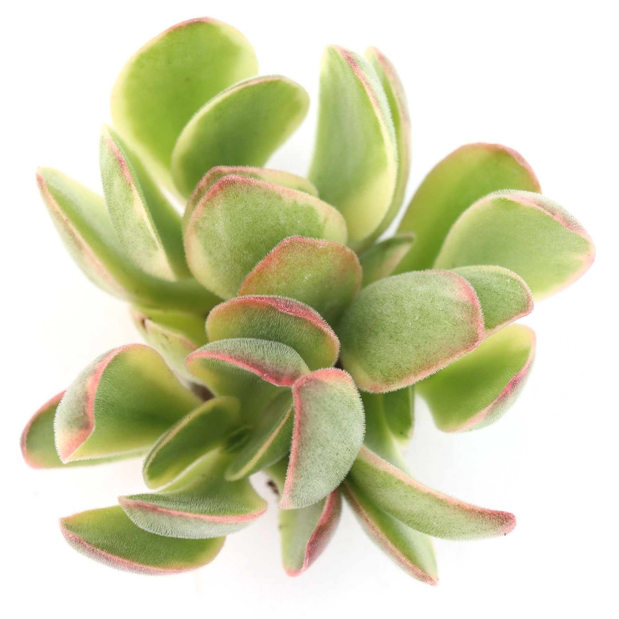 money succulent plant Crassula 'Money Maker' Variegata