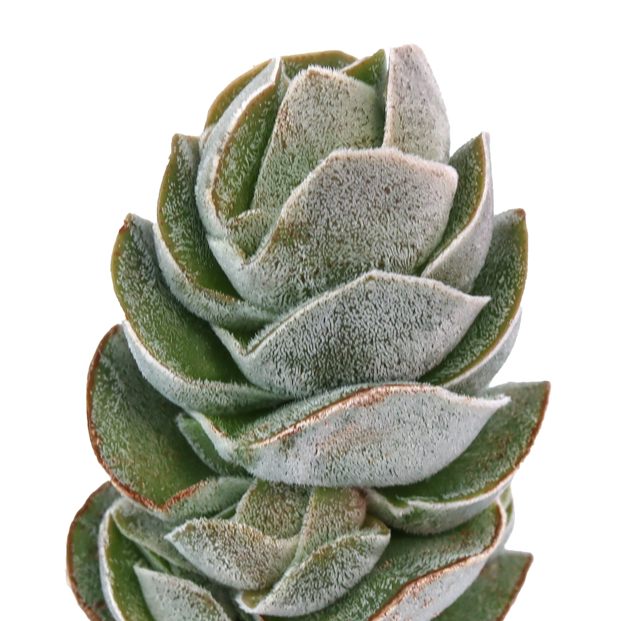 ivory pagoda succulent Crassula 'Pangolin'