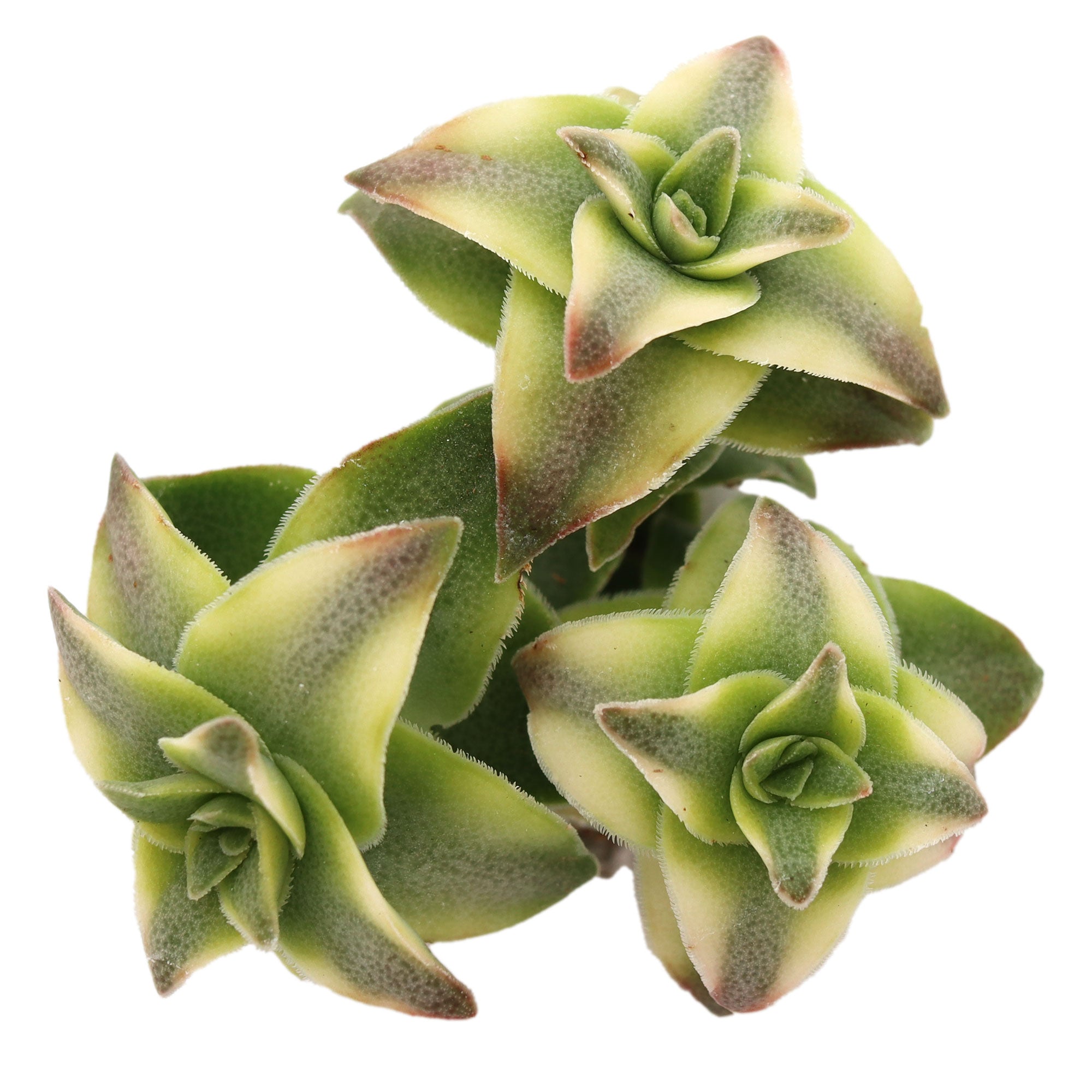 perforata succulent Crassula perforata f. variegata