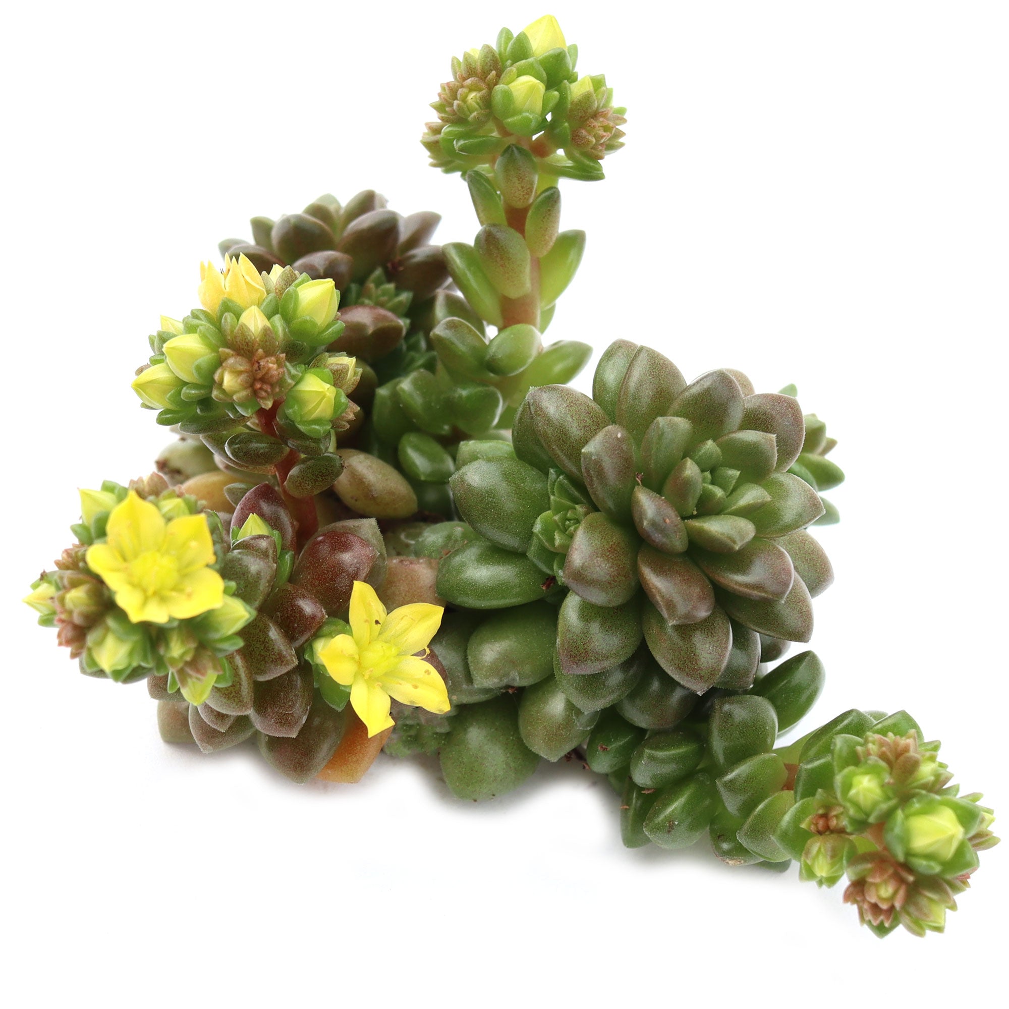 little gem succulent Cremnosedum 'Little Gem'