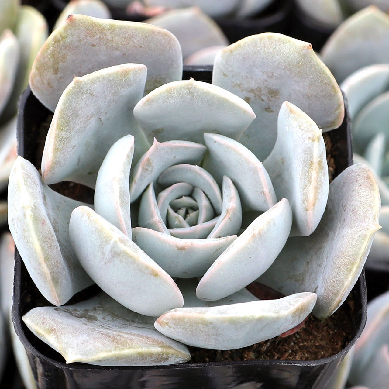ech succulent Echeveria 'Lilac Dream'