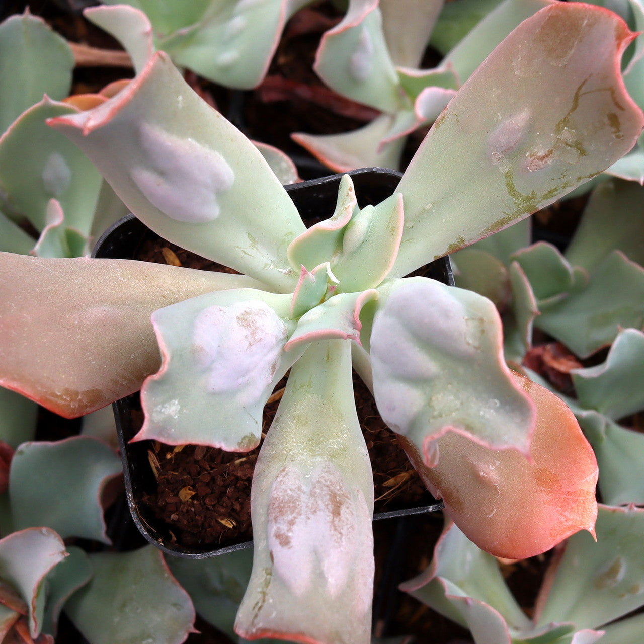echeveria culibra succulent Echeveria 'Culibra Bumpy'