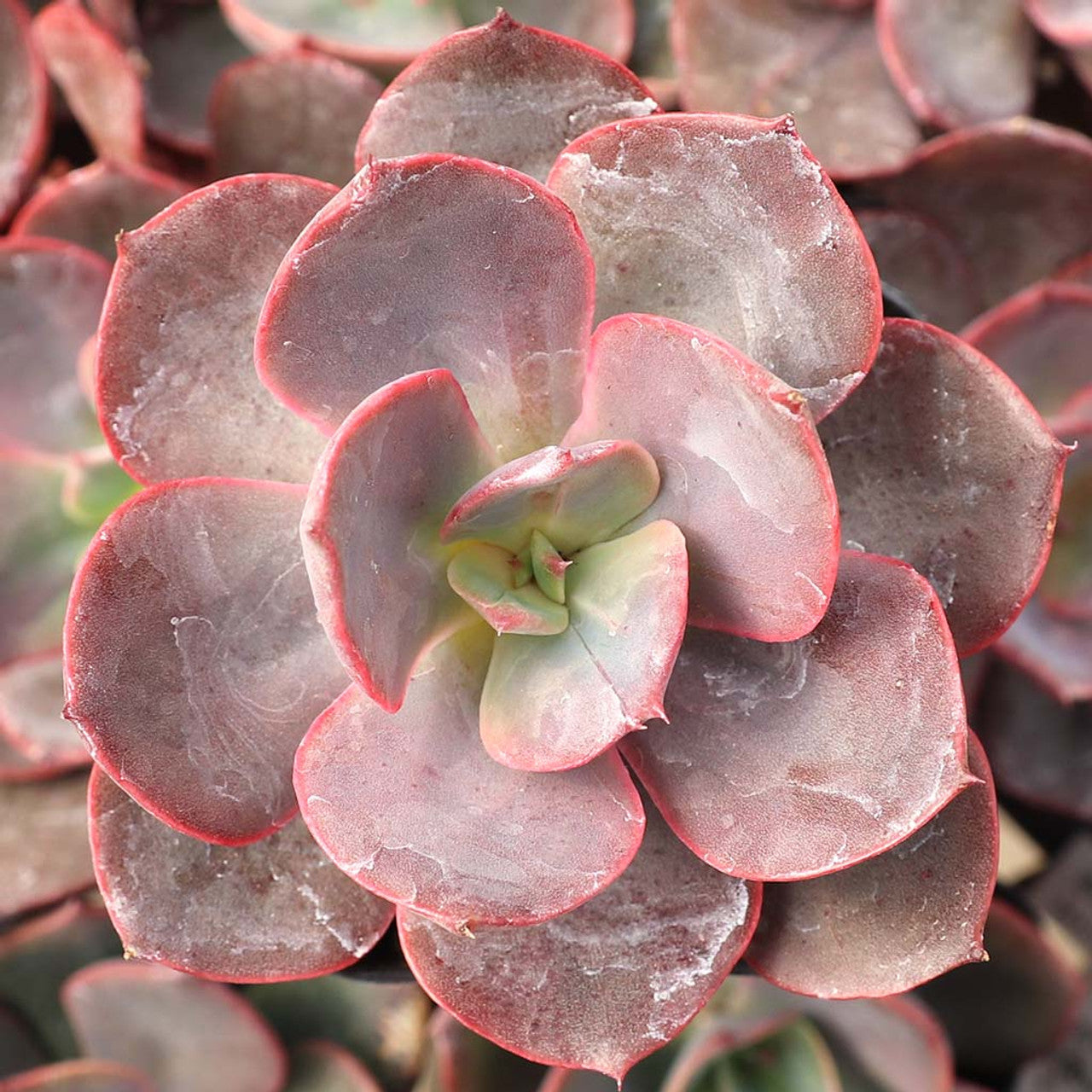hanaikada succulent Echeveria 'Hanaikada'