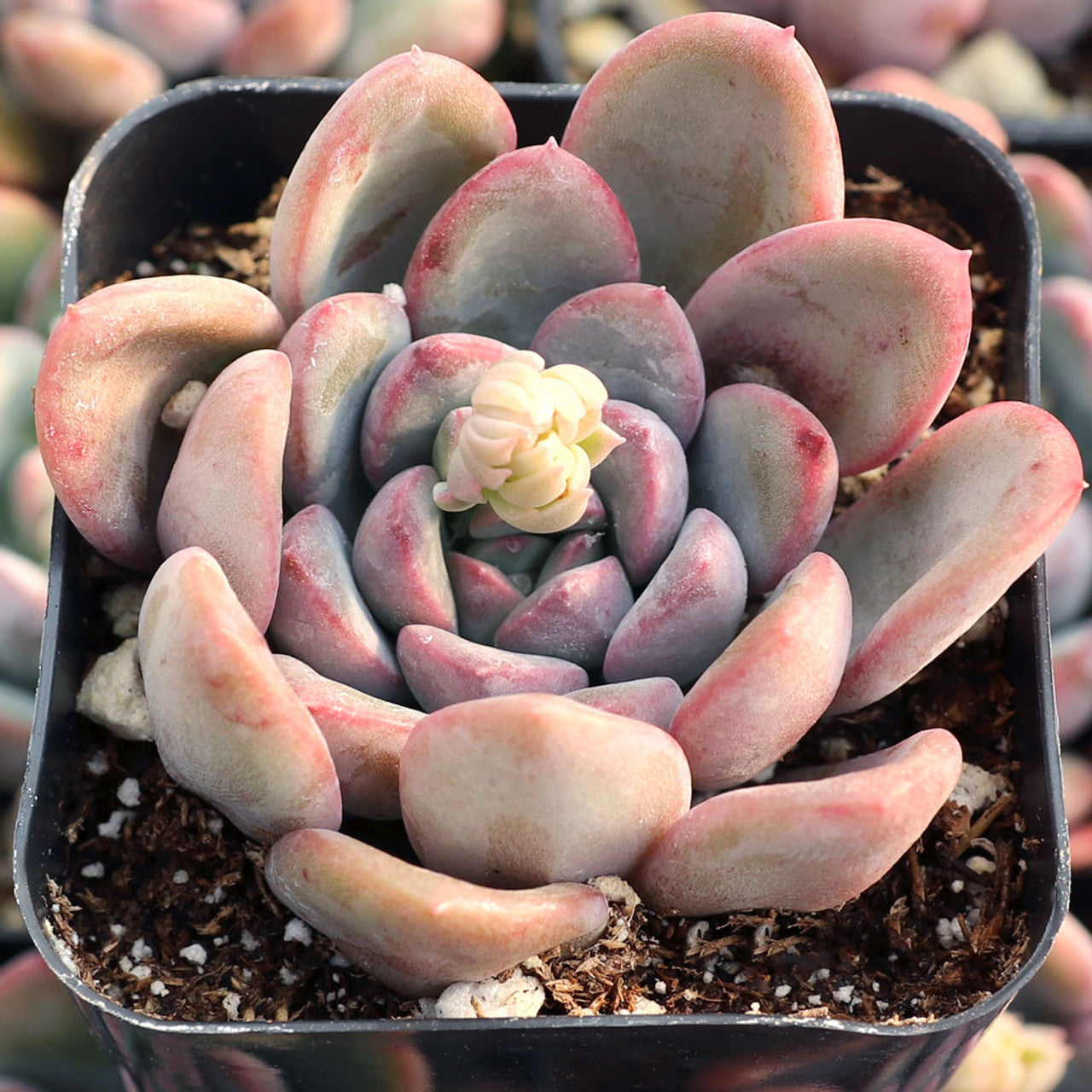 morning dew succulent Echeveria 'Morning Dew' – Leaf & Clay