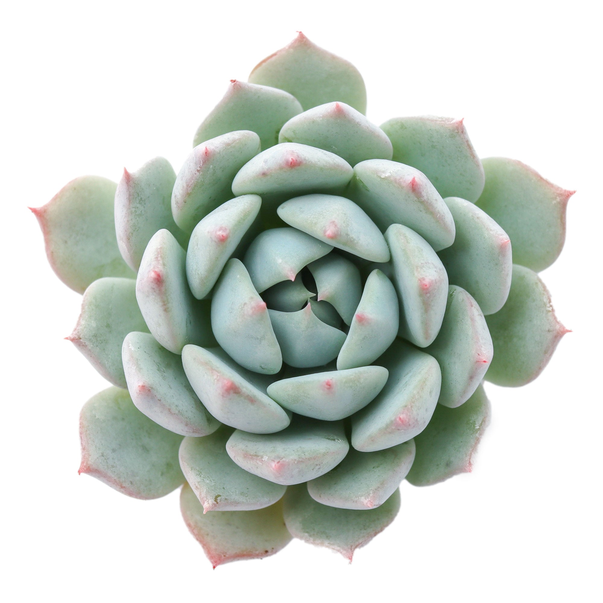 silly succulent azulita Echeveria 'Azulita'
