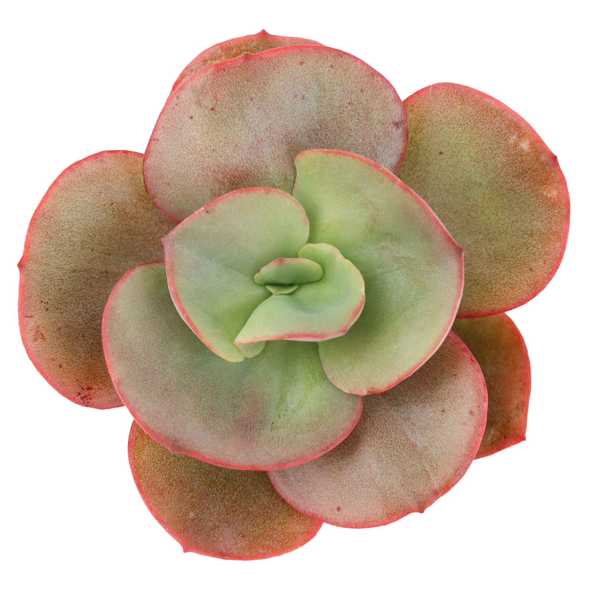 big echeveria succulent Echeveria 'Big Red'