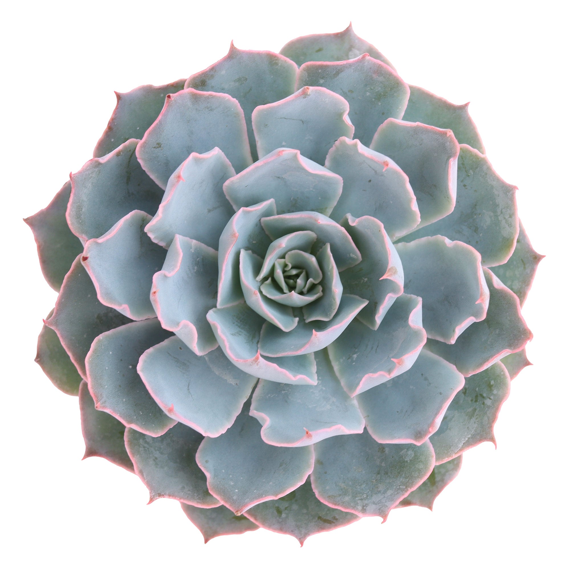 bluish succulent Echeveria 'Blue Heron'