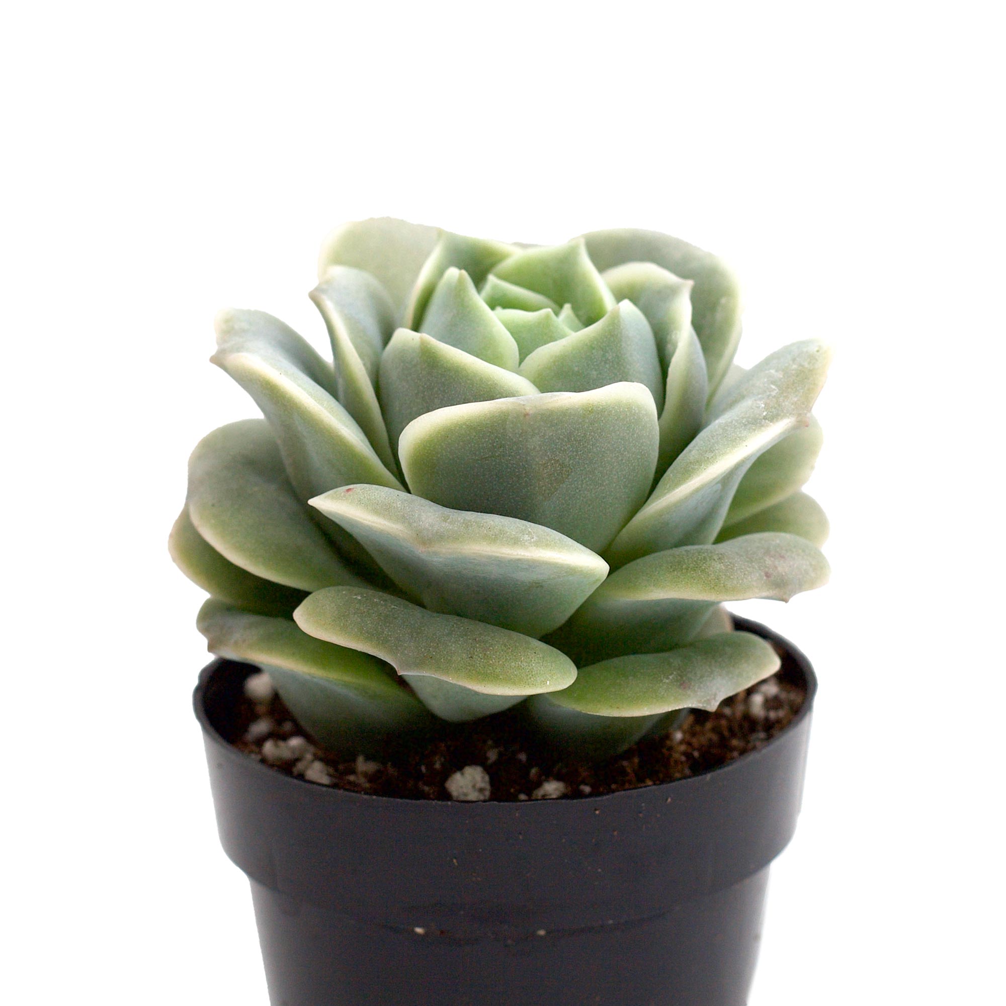 graptoveria lovely rose succulent Graptoveria 'Lovely Rose'