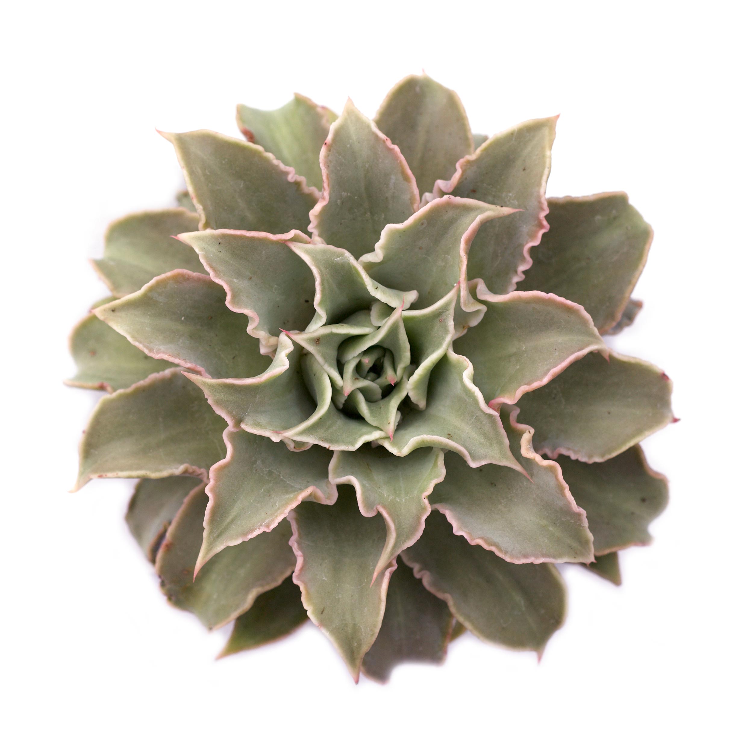 madiba succulent Echeveria 'Madiba'