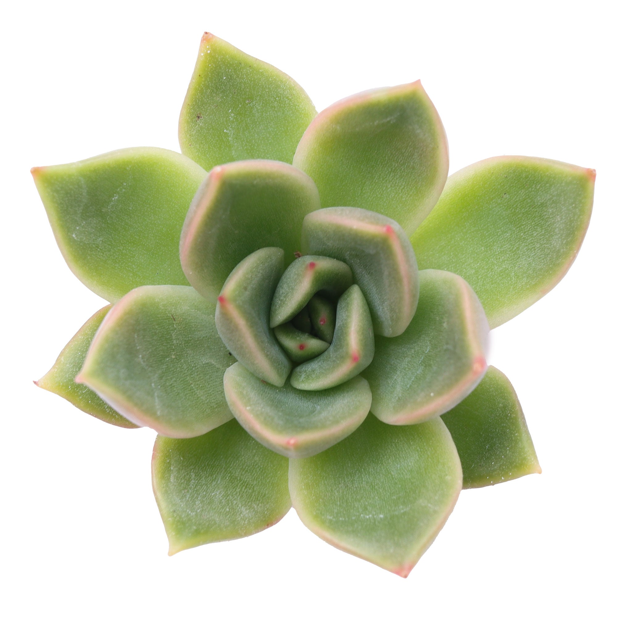 transparent succulent leaves Echeveria 'Mira'