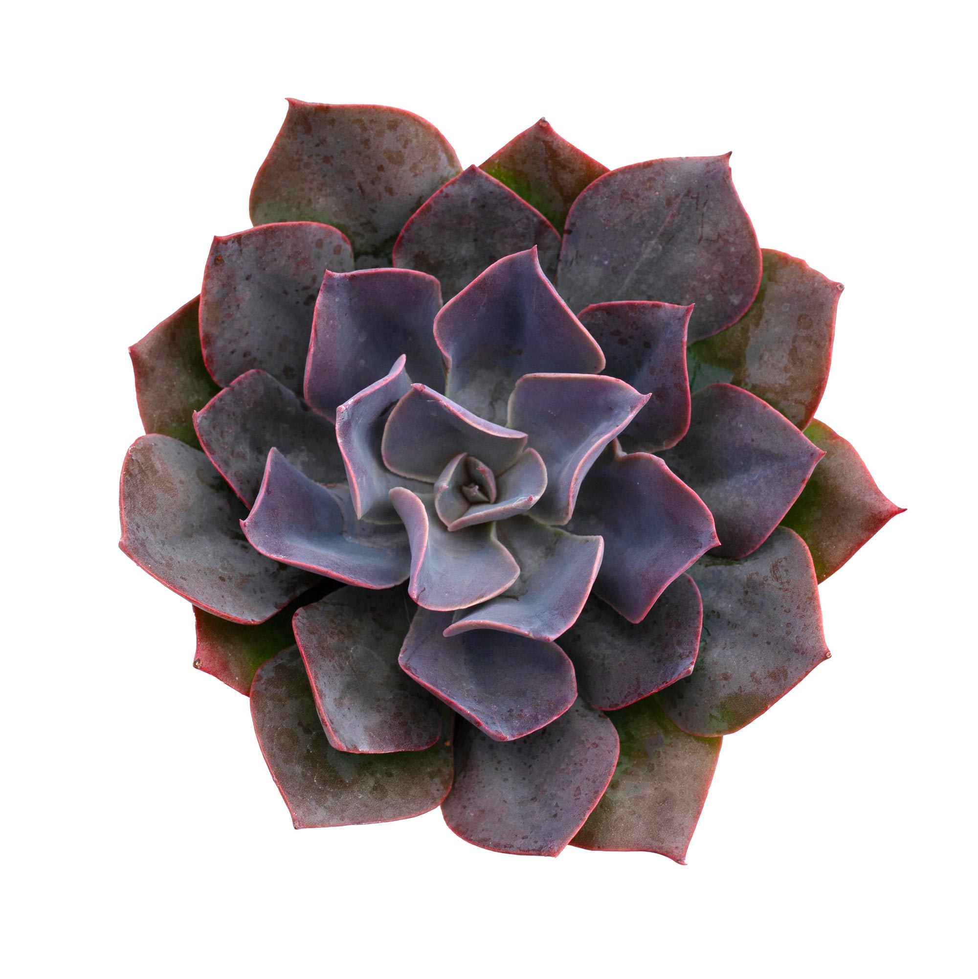 dark purple succulent plant Echeveria 'Purple Prince'