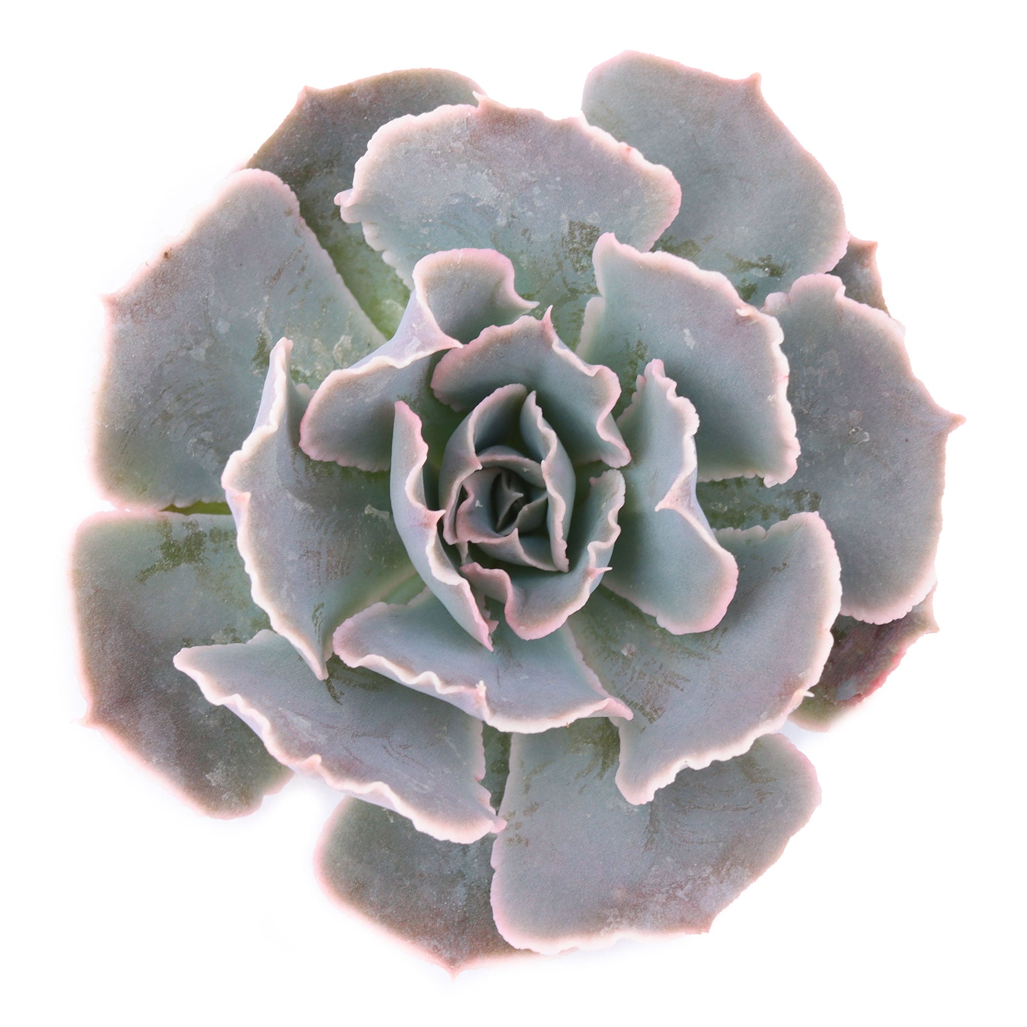 shaviana succulent Echeveria shaviana 'Blue Frills'