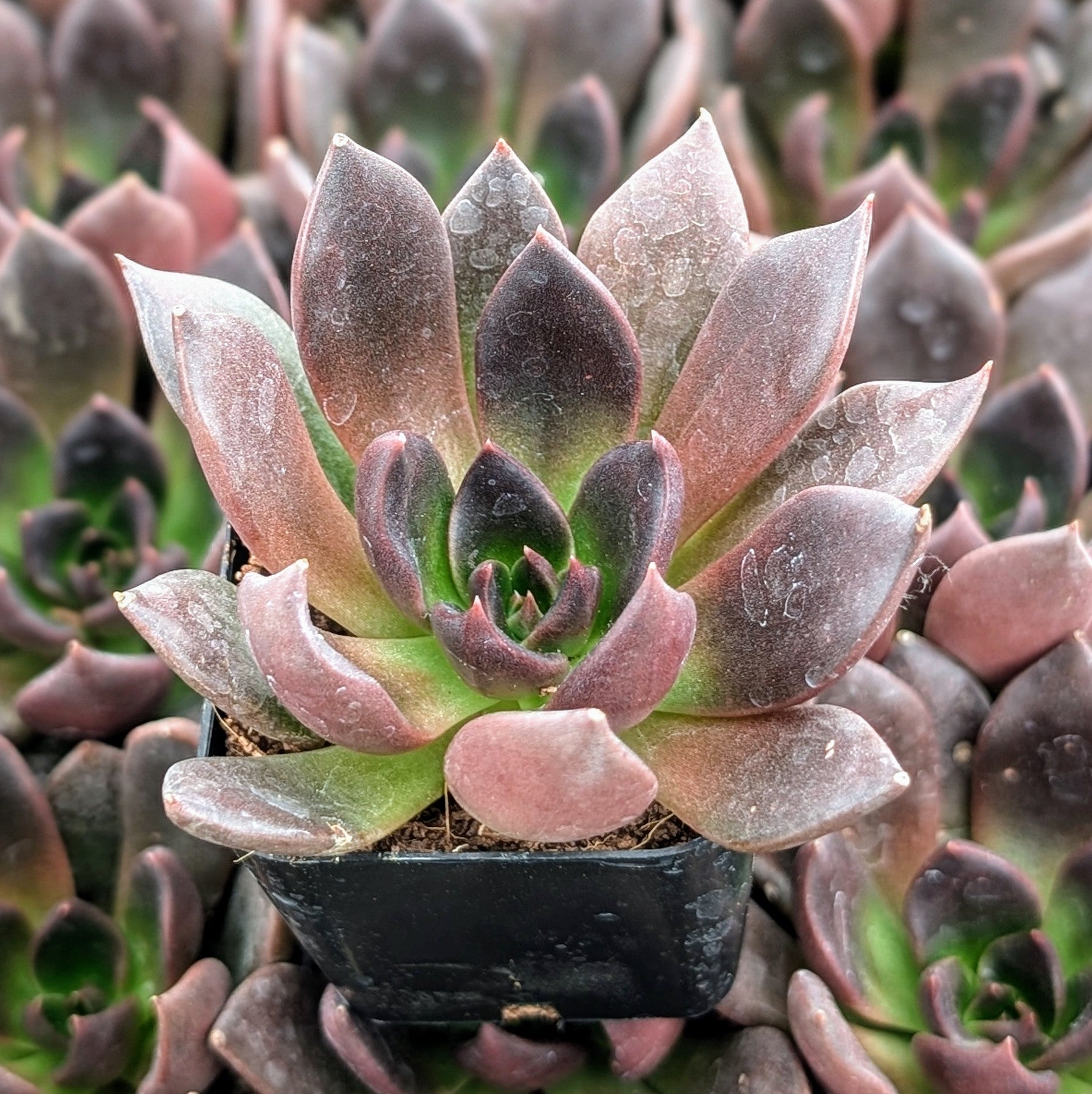 ech succulent Echeveria 'Preta'