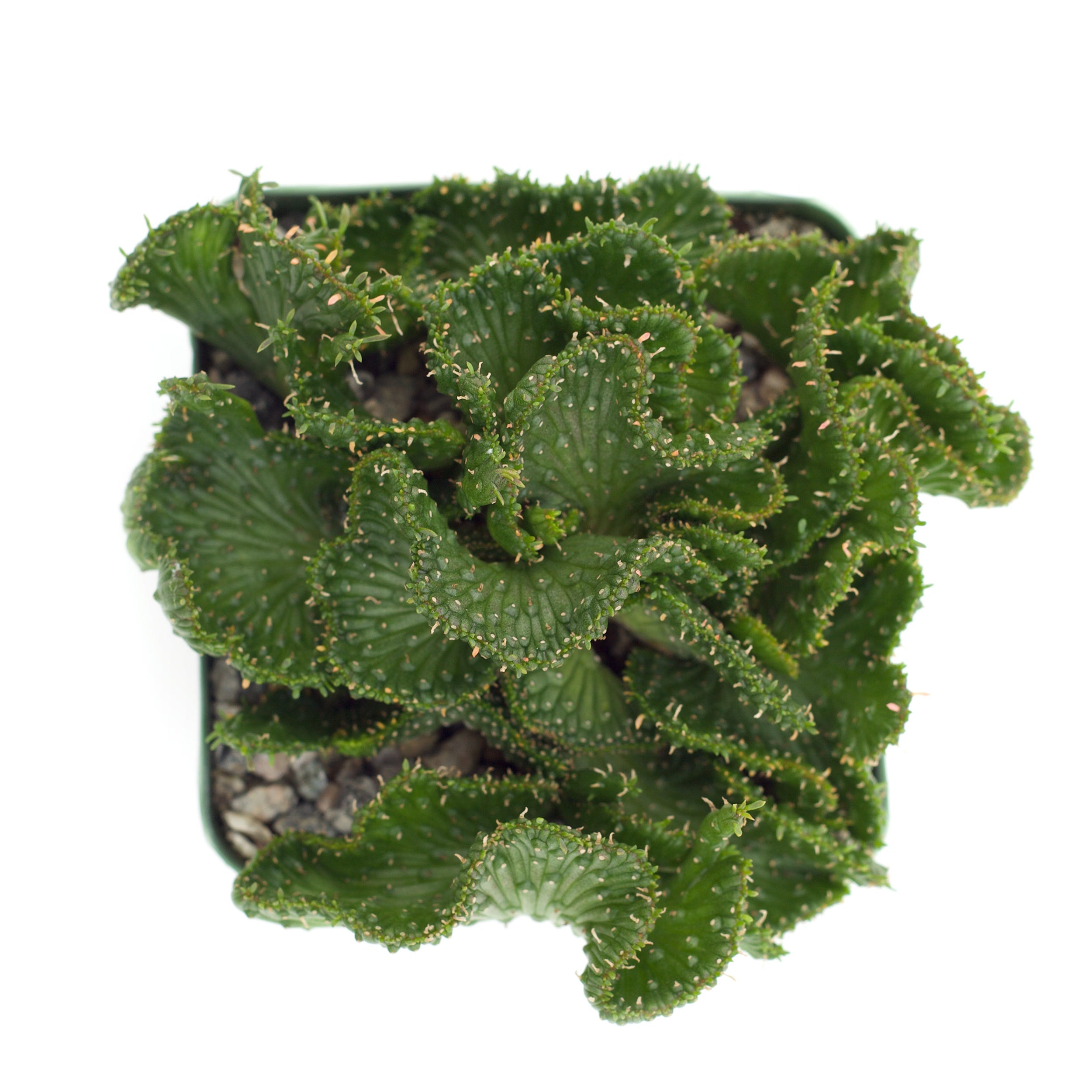 succulent that looks like green coral Euphorbia flanangii crestata 'Green Coral'