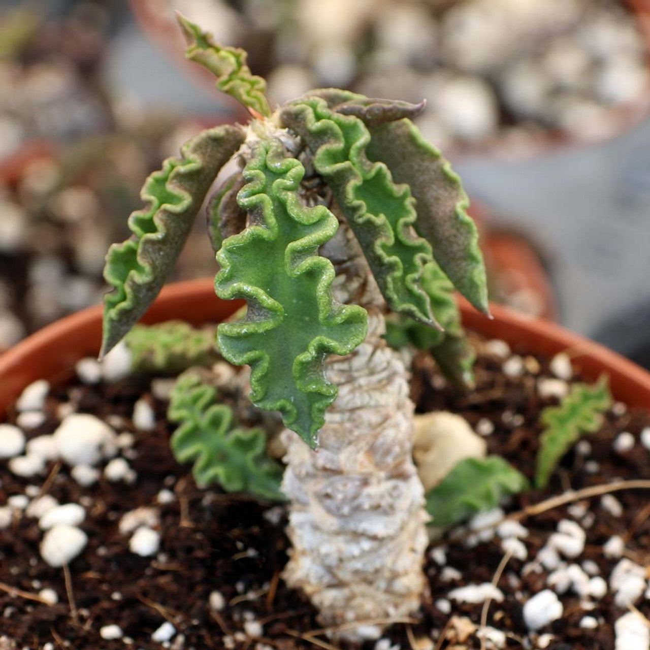 decaisne succulent Euphorbia decaryi