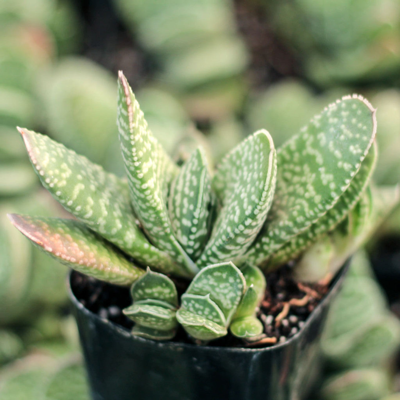 gasteria succulent plant Gasteria brevifolia