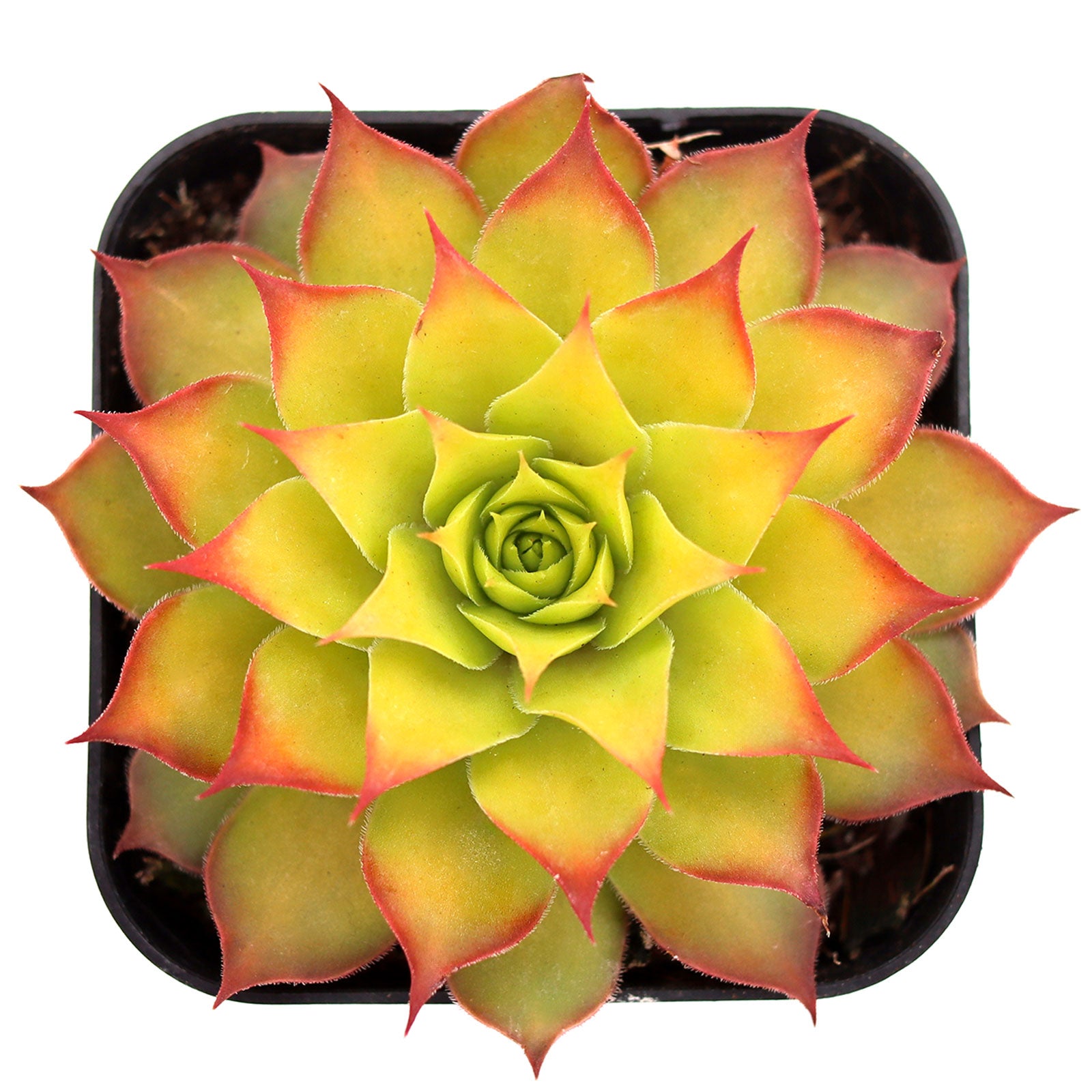 succulent in gold pot Chick Charms® Gold Nugget™