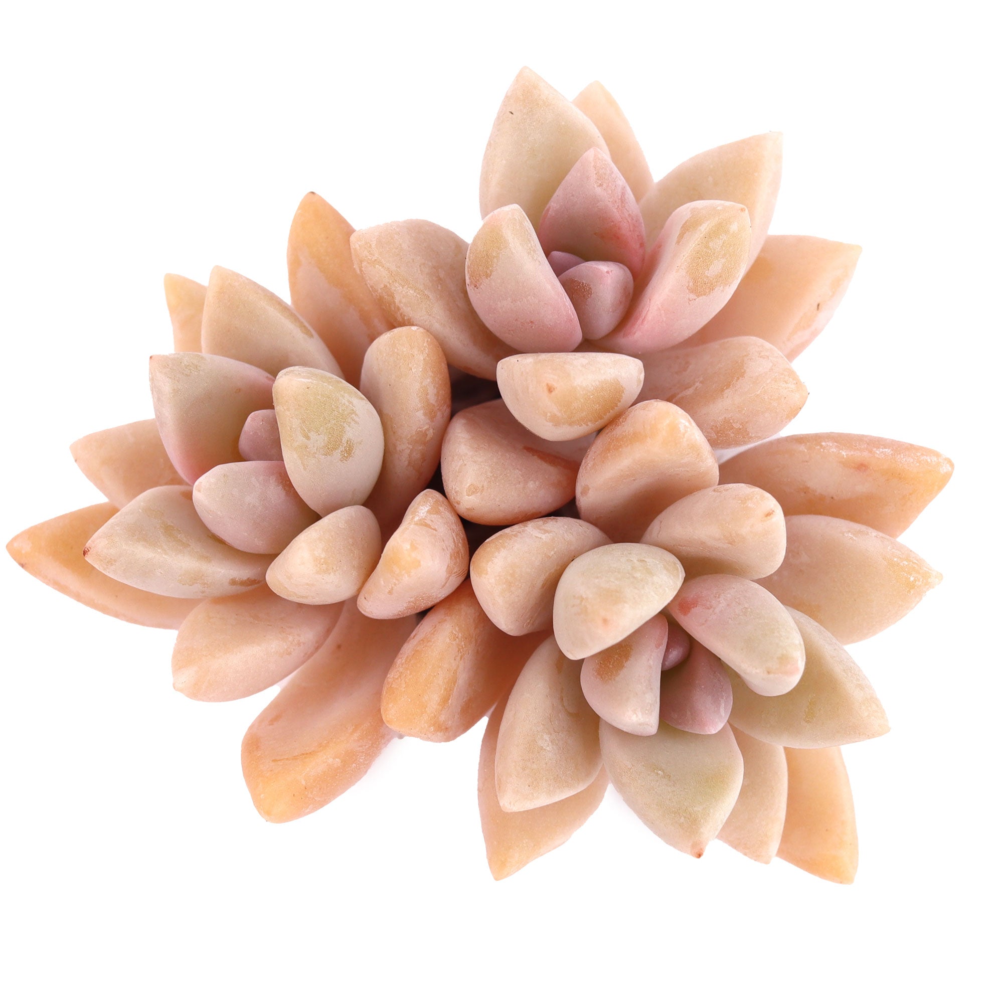 pink ghost plant succulent Graptopetalum paraguayense 'Ghost Plant'